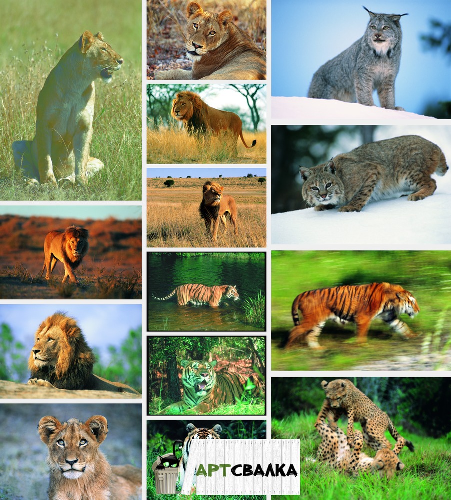 Львы, тигрыи, гепарды фото | Lions, Tigray, cheetahs photos